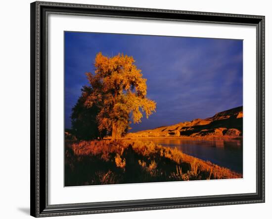 Large Cottonwood Catches Morning Light on the Missouri River, Montana, USA-Chuck Haney-Framed Photographic Print