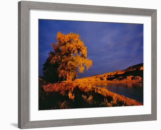 Large Cottonwood Catches Morning Light on the Missouri River, Montana, USA-Chuck Haney-Framed Photographic Print