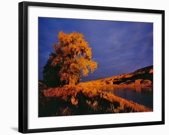 Large Cottonwood Catches Morning Light on the Missouri River, Montana, USA-Chuck Haney-Framed Photographic Print
