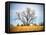 Large Cottonwood tree at Quivira National Game Refuge-Michael Scheufler-Framed Premier Image Canvas