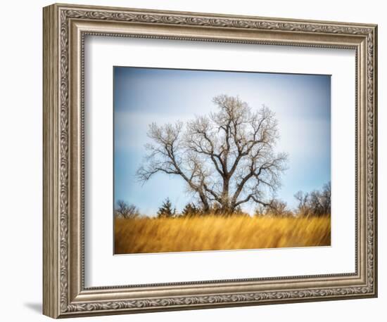 Large Cottonwood tree at Quivira National Game Refuge-Michael Scheufler-Framed Photographic Print