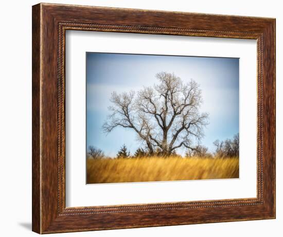 Large Cottonwood tree at Quivira National Game Refuge-Michael Scheufler-Framed Photographic Print