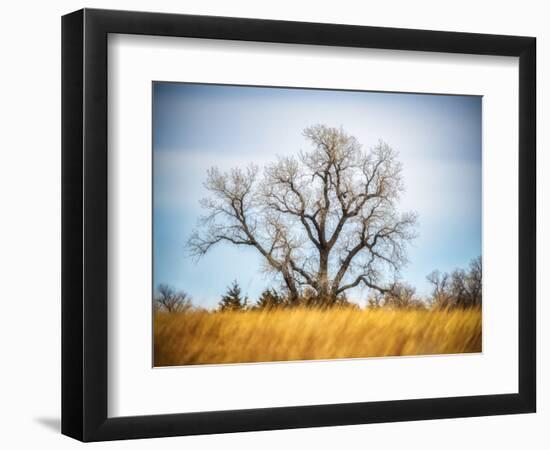 Large Cottonwood tree at Quivira National Game Refuge-Michael Scheufler-Framed Photographic Print