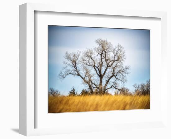 Large Cottonwood tree at Quivira National Game Refuge-Michael Scheufler-Framed Photographic Print