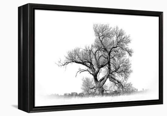 Large cottonwood tree at Quivira National Game Refuge-Michael Scheufler-Framed Premier Image Canvas