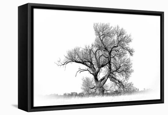 Large cottonwood tree at Quivira National Game Refuge-Michael Scheufler-Framed Premier Image Canvas