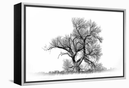 Large cottonwood tree at Quivira National Game Refuge-Michael Scheufler-Framed Premier Image Canvas
