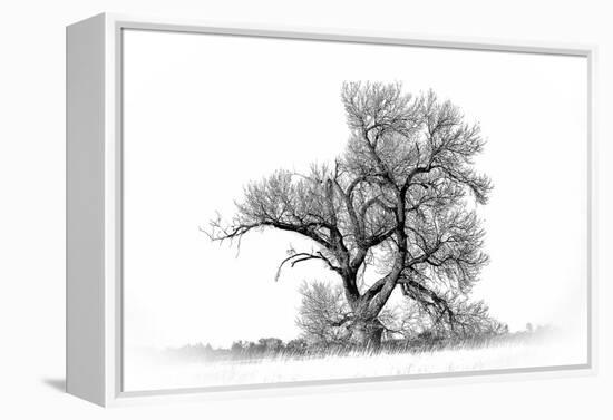Large cottonwood tree at Quivira National Game Refuge-Michael Scheufler-Framed Premier Image Canvas