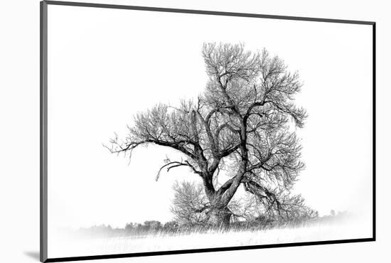 Large cottonwood tree at Quivira National Game Refuge-Michael Scheufler-Mounted Photographic Print