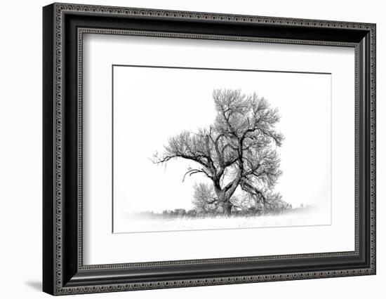 Large cottonwood tree at Quivira National Game Refuge-Michael Scheufler-Framed Photographic Print