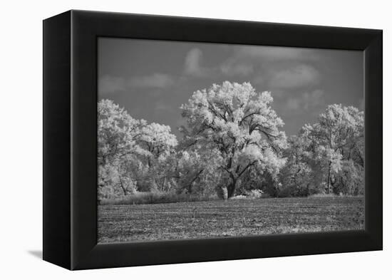 Large Cottonwood tree dominates other trees along side of field-Michael Scheufler-Framed Premier Image Canvas