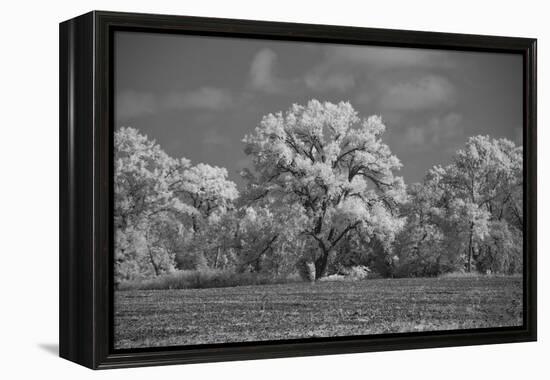 Large Cottonwood tree dominates other trees along side of field-Michael Scheufler-Framed Premier Image Canvas