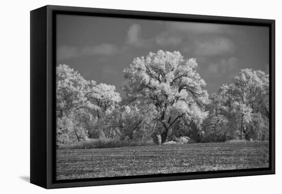 Large Cottonwood tree dominates other trees along side of field-Michael Scheufler-Framed Premier Image Canvas