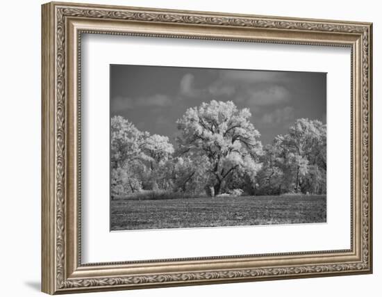 Large Cottonwood tree dominates other trees along side of field-Michael Scheufler-Framed Photographic Print