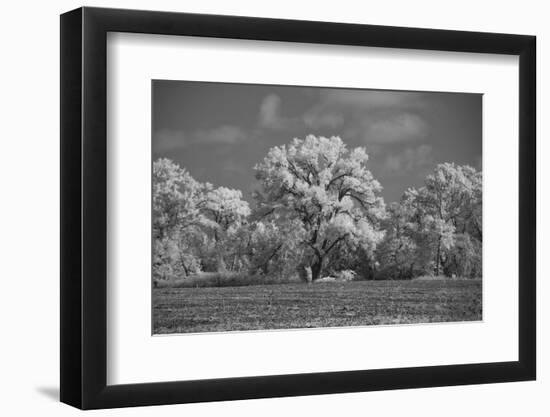 Large Cottonwood tree dominates other trees along side of field-Michael Scheufler-Framed Photographic Print