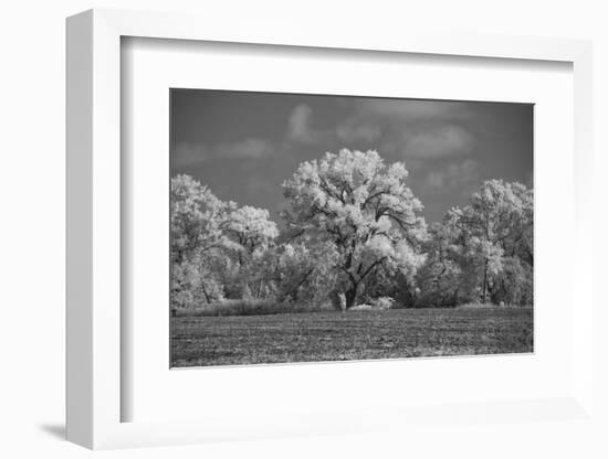 Large Cottonwood tree dominates other trees along side of field-Michael Scheufler-Framed Photographic Print