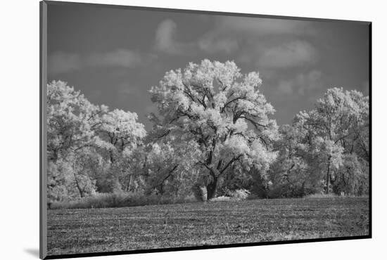 Large Cottonwood tree dominates other trees along side of field-Michael Scheufler-Mounted Photographic Print