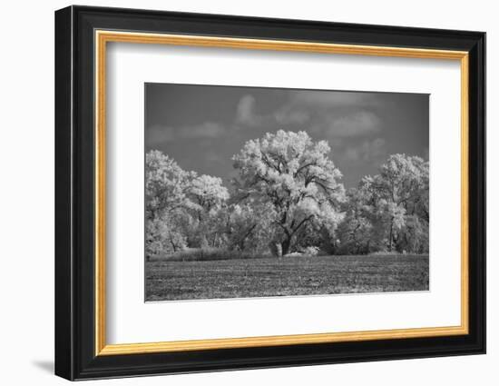 Large Cottonwood tree dominates other trees along side of field-Michael Scheufler-Framed Photographic Print