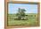 Large cottonwood tree in the Flint Hills of Kansas-Michael Scheufler-Framed Premier Image Canvas