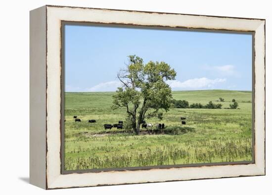 Large cottonwood tree in the Flint Hills of Kansas-Michael Scheufler-Framed Premier Image Canvas