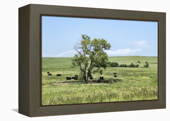 Large cottonwood tree in the Flint Hills of Kansas-Michael Scheufler-Framed Premier Image Canvas