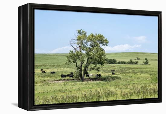 Large cottonwood tree in the Flint Hills of Kansas-Michael Scheufler-Framed Premier Image Canvas