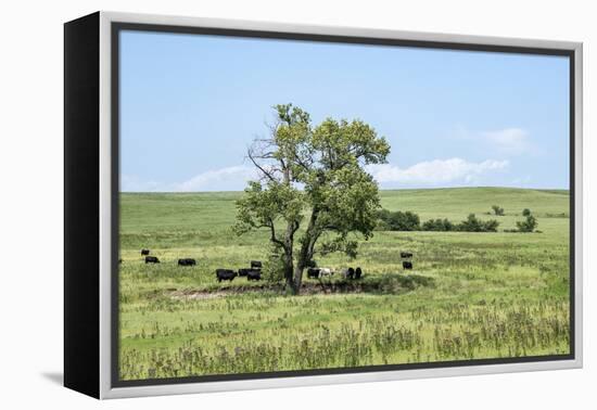 Large cottonwood tree in the Flint Hills of Kansas-Michael Scheufler-Framed Premier Image Canvas