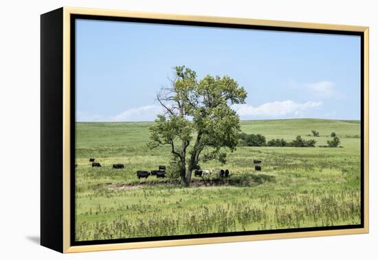 Large cottonwood tree in the Flint Hills of Kansas-Michael Scheufler-Framed Premier Image Canvas