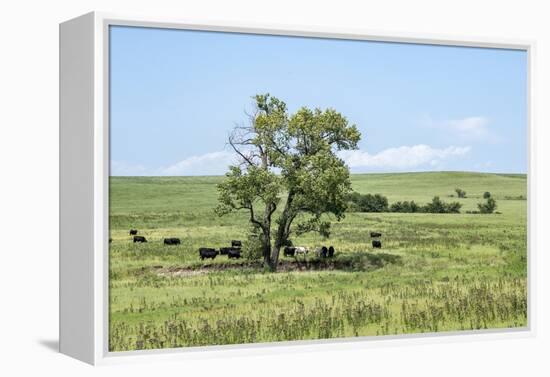 Large cottonwood tree in the Flint Hills of Kansas-Michael Scheufler-Framed Premier Image Canvas