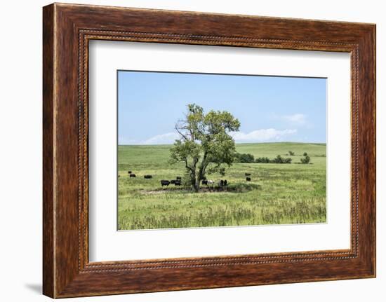 Large cottonwood tree in the Flint Hills of Kansas-Michael Scheufler-Framed Photographic Print