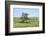 Large cottonwood tree in the Flint Hills of Kansas-Michael Scheufler-Framed Photographic Print