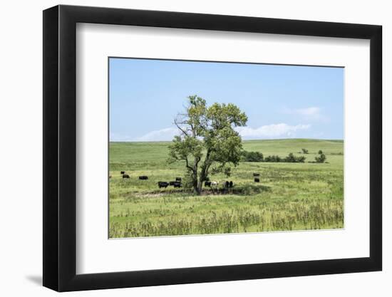 Large cottonwood tree in the Flint Hills of Kansas-Michael Scheufler-Framed Photographic Print