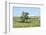 Large cottonwood tree in the Flint Hills of Kansas-Michael Scheufler-Framed Photographic Print