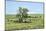 Large cottonwood tree in the Flint Hills of Kansas-Michael Scheufler-Mounted Photographic Print