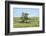 Large cottonwood tree in the Flint Hills of Kansas-Michael Scheufler-Framed Photographic Print