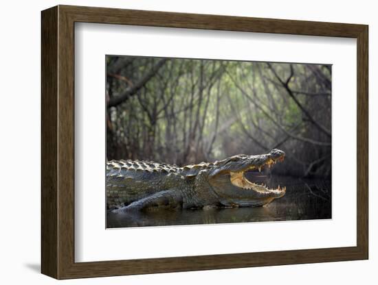 Large Crocodile, National Park, Sri Lanka-Volodymyr Burdiak-Framed Photographic Print