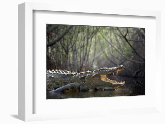 Large Crocodile, National Park, Sri Lanka-Volodymyr Burdiak-Framed Photographic Print