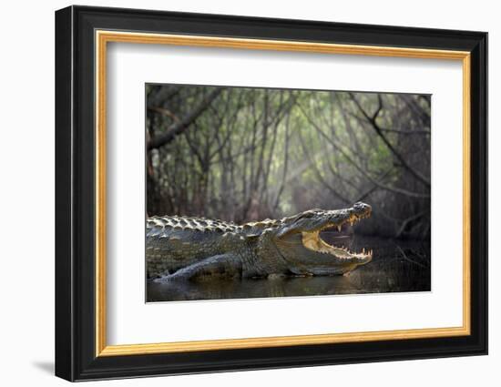 Large Crocodile, National Park, Sri Lanka-Volodymyr Burdiak-Framed Photographic Print