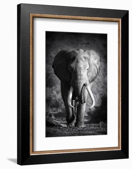 Large Elephant Bull Approaching (Artistic Processing)-Johan Swanepoel-Framed Photographic Print