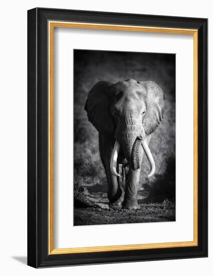 Large Elephant Bull Approaching (Artistic Processing)-Johan Swanepoel-Framed Photographic Print