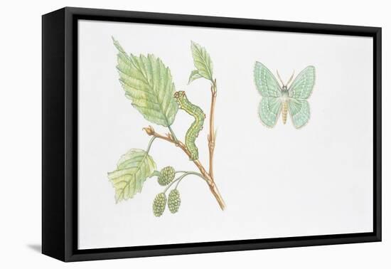 Large Emerald Butterfly, (Geometra Papilionaria)-null-Framed Premier Image Canvas