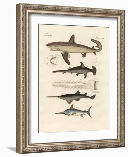 Large Fish of Prey-null-Framed Giclee Print