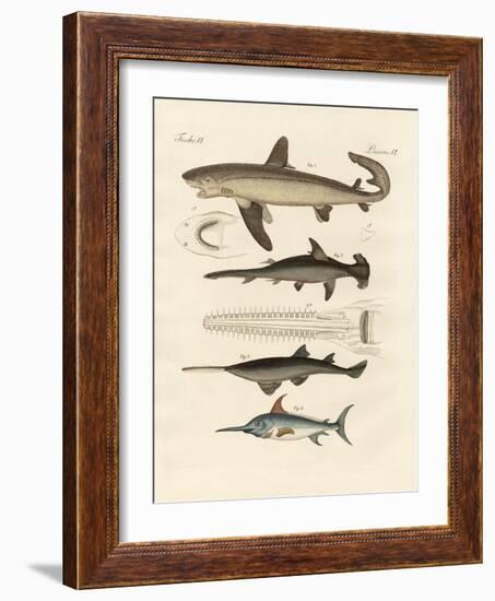 Large Fish of Prey-null-Framed Giclee Print