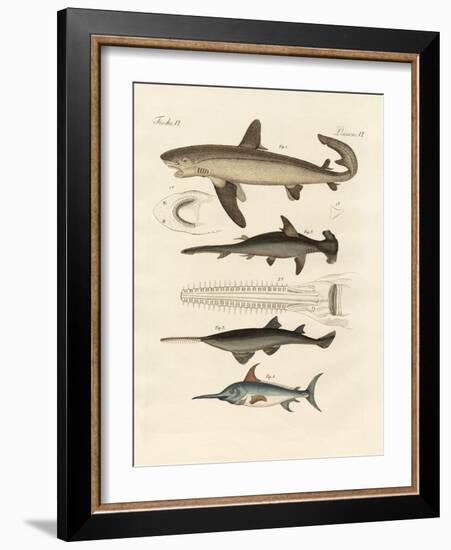 Large Fish of Prey-null-Framed Giclee Print