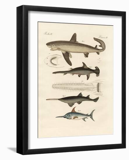 Large Fish of Prey-null-Framed Giclee Print