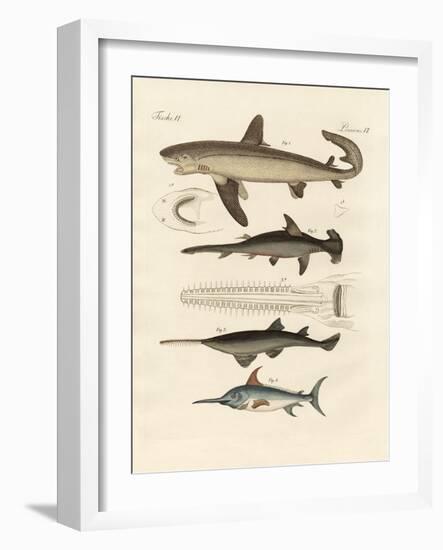 Large Fish of Prey-null-Framed Giclee Print