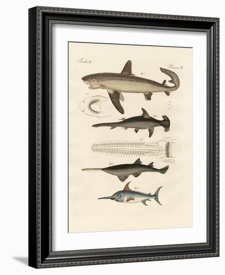 Large Fish of Prey-null-Framed Giclee Print