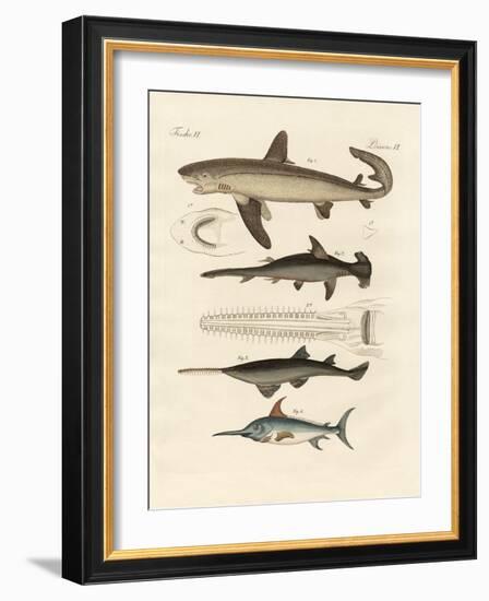 Large Fish of Prey-null-Framed Giclee Print