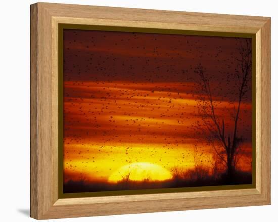 Large Flock of Blackbirds Silhouetted at Sunset, Missouri, USA-Arthur Morris-Framed Premier Image Canvas