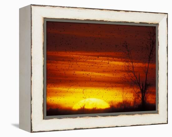 Large Flock of Blackbirds Silhouetted at Sunset, Missouri, USA-Arthur Morris-Framed Premier Image Canvas